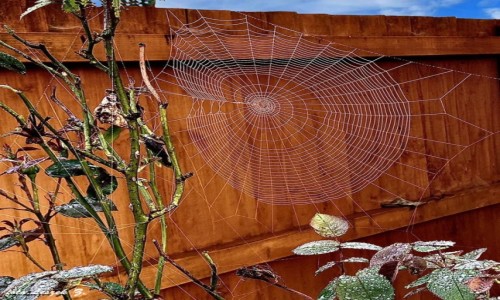 Zdjęcie WALIA / Południowa Walia. / Abertawe - Swansea. / Pajęczyna.