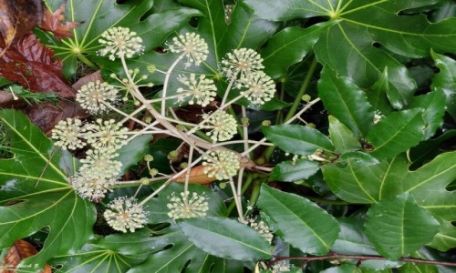 Zdjcie WALIA / Hrabstwo miejskie Neath Port Talbot. / Port Talbot. / Aralia japoska - Fatsia Japonica.