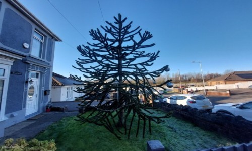 Zdjcie WALIA / Swansea. / Dzielnica Llansamlet. / Araukaria chilijska (Araucaria araucana).