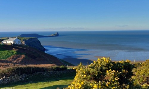 Zdjcie WALIA / Gower. / Pwysep Gower. / Kolcolist zachodni na klifach Rhossili.