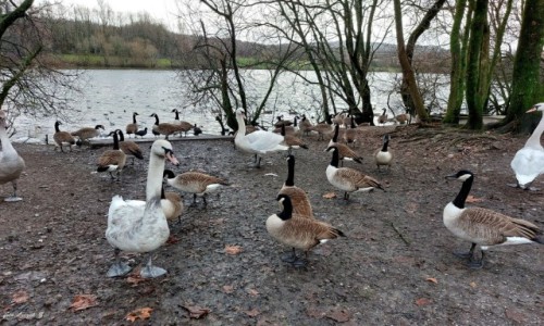 Zdjcie WALIA / Swansea. / Swansea - Lake Fendrod. / Przywitanie nad 