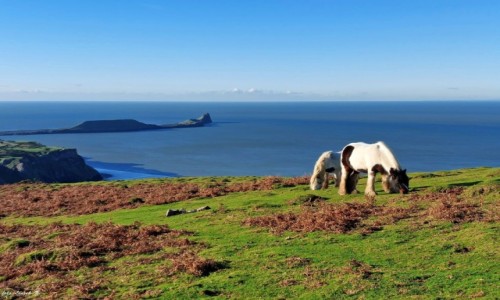 Zdjecie WALIA / Pwysep Gower. / Rhossili. / Rhossili Bay z klifu.