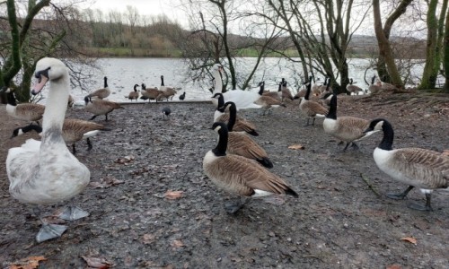 Zdjecie WALIA / Swansea. / Swansea. / Przywitanie nad jeziorem Fendrod Lake.