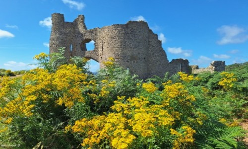 Zdjecie WALIA / Pwysep Gower. / Parkmill. / Starzec Jakubek na tle ruin zamku Pennard.