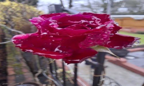 Zdjęcie WALIA / Saansea Lansmalet. / Swansea. / Drugi dzień świąt a u nas takie kwiatki.