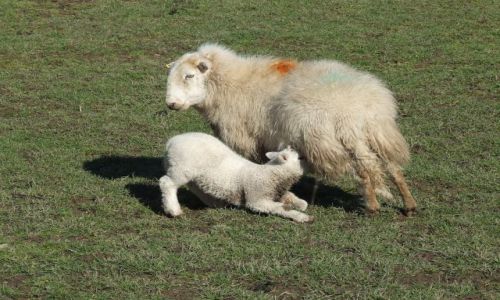 Zdjęcie WALIA / droga do Aber / Anglia / owieczki
