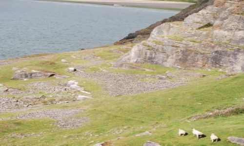 Zdjęcie WALIA / Gower Peninsula / Rhossili / Owieczki