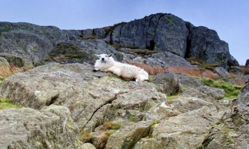 Zdjecie WALIA / North West-  Welsh / Snowdonia Ntional Park / takiemu to dobrze (a raczej takiej  !! :)))