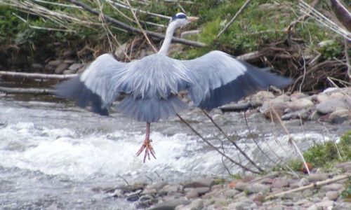Zdjęcie WALIA / - / Rzeka Ask / Czapla