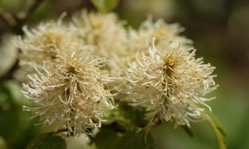 Zdjcie WALIA / - / Brecon / Wiosennie