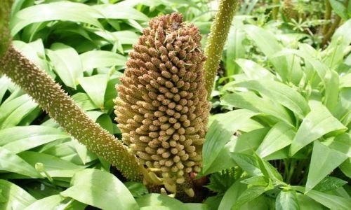 Zdjcie WALIA / - / Brecon / Szyszka rolinki