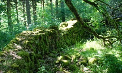 Zdjęcie WALIA / - / Talybont / Mechowy murek