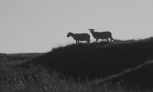 Zdj�cie WALIA / - / Walia / Para a mo�e nie para.