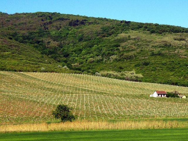 Zdjęcia: Tokaj, Plantacja winogron, WĘGRY Zdjęcia: Tokaj, Plantacja winogron, WĘGRY