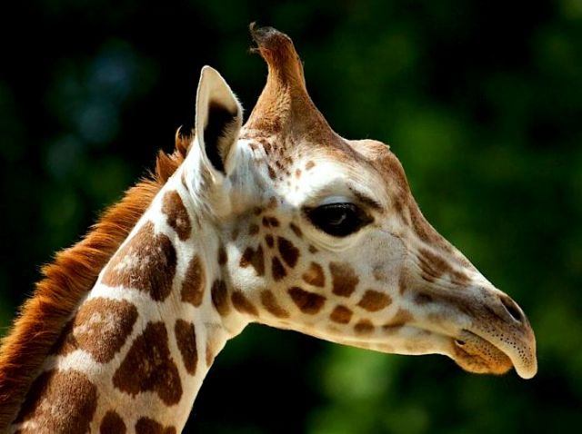 Zdjęcia: ogród zoologiczny, Budapeszt, Główka zyrafki :), WĘGRY Zdjęcia: ogród zoologiczny, Budapeszt, Główka zyrafki :), WĘGRY