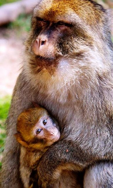 Zdjęcia: ogród zoologiczny, Budapeszt, Małpeczki, WĘGRY Zdjęcia: ogród zoologiczny, Budapeszt, Małpeczki, WĘGRY
