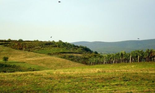 Zdjęcie WĘGRY / Szerencsi / Disznoko / Prawie jak Toskania