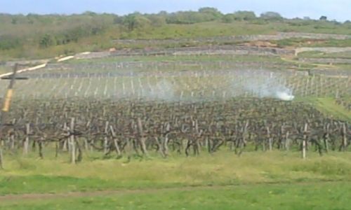 Zdjecie W�GRY / - / Tokay / winnice