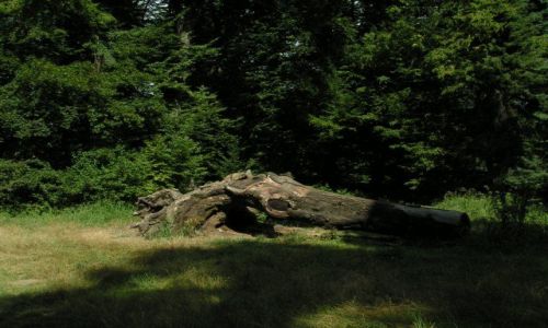 Zdjęcie WĘGRY / Nizina Węgierska / Szarvas / Stary pień