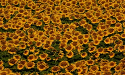 Zdjęcie WĘGRY / mehtelek / mehtelek / morze słoneczników