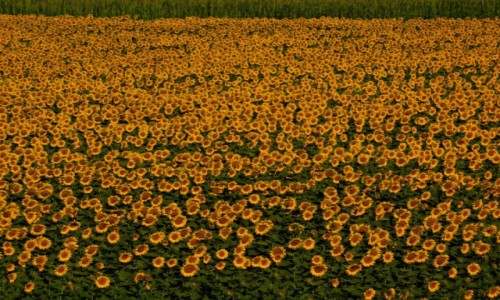 Zdjęcie WĘGRY / mehtelek / mehtelek / Słoneczniki