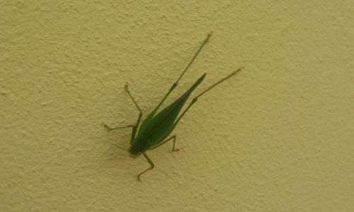 Zdjęcie WĘGRY / Eger / brak / Węgierski.