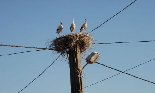 Zdjęcie WĘGRY / Balaton / Droga nad Balatonem / Zbytek 3