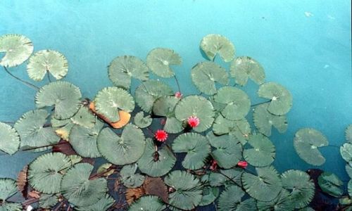 Zdjęcie WĘGRY / - / HEVIZ / Czerwone lilie wodne na ciepłym jeziorze