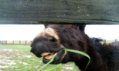 Zdjcie WGRY / Puszta / Hortobagy / Osioek:)