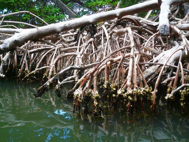 Zdjęcia: Laguna de la Restinga , Mangrowce, WENEZUELA Zdjęcia: Laguna de la Restinga , Mangrowce, WENEZUELA
