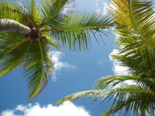 Zdjęcia: Isla Margarita, Pod palmami, WENEZUELA Zdjęcia: Isla Margarita, Pod palmami, WENEZUELA