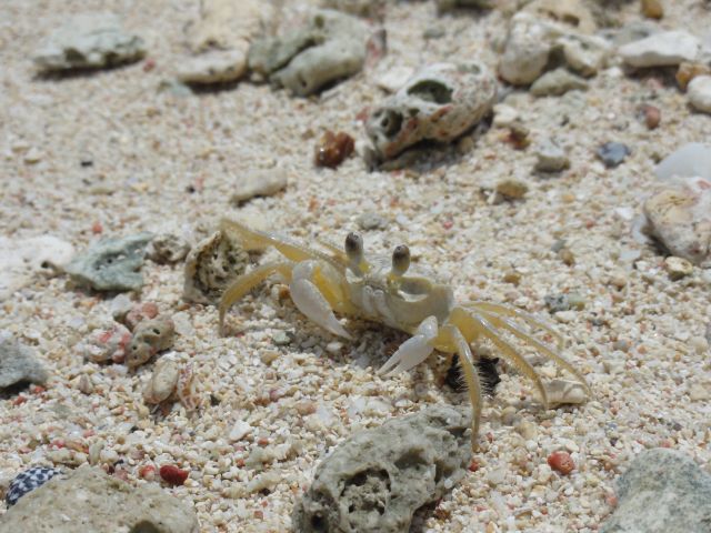 Zdjęcia: cayo sombrero, Wenezuela Park Morrocoy, Rajskie klimaty, WENEZUELA Zdjęcia: cayo sombrero, Wenezuela Park Morrocoy, Rajskie klimaty, WENEZUELA