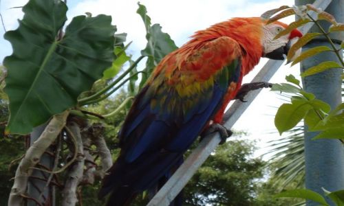 Zdjecie WENEZUELA / Bolivar / Canaima / Ptaki w naturze