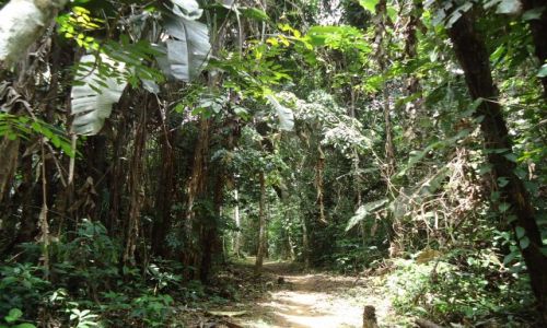 Zdjecie WENEZUELA / Bolivar / Rio Caura / Szlak w dungli