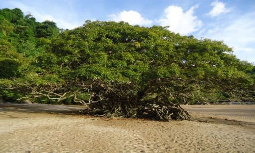 Zdjecie WENEZUELA / Bolivar / Rio Caura / Stare drzewo