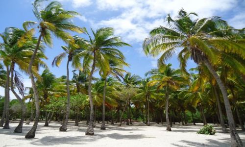 Zdjecie WENEZUELA / Falcon / Park Narodowy Morrocoy / Palmy na Cayo Sombrero