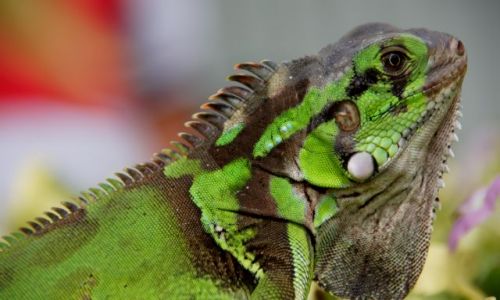 Zdjecie WENEZUELA / Isla  / Margarita / Oko w oko z iguan