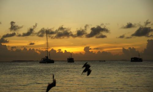 Zdjecie WENEZUELA / Archipelag  / Los Roques / Wieczorne polowanie pelikanw