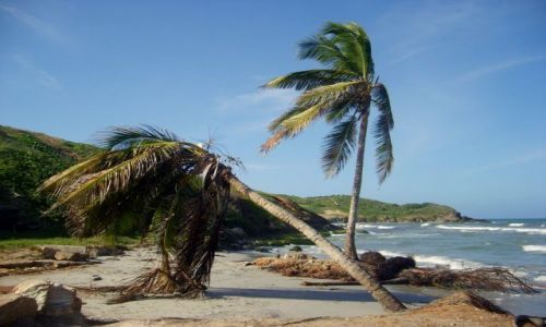 Zdjcie WENEZUELA / Margarita / Playa El Aqua / pazerne morze