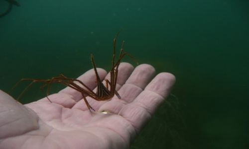 Zdjęcie WENEZUELA / margharita / pod wodą / wenezuela pod wodą