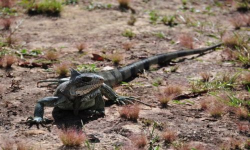 Zdjecie WENEZUELA / Pln-wsch Wenezuela / Canaima National Park / Konkurs