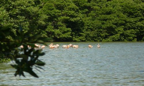 Zdjecie WENEZUELA / brak / w drodze do carupano / flamingi