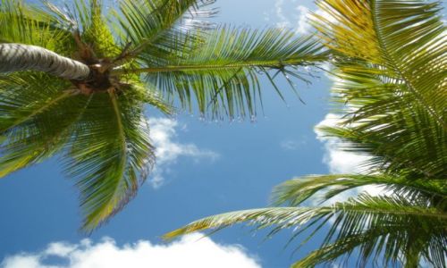 Zdjecie WENEZUELA / brak / Isla Margarita / Pod palmami