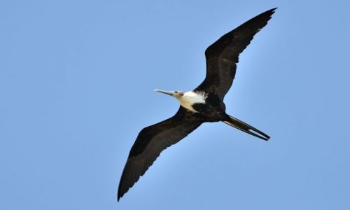 Zdjęcie WENEZUELA / wyspa Margarita / La Mira / Fregata (ang. Magnificent Frigatebird, łac. Fregata magnificens) samica