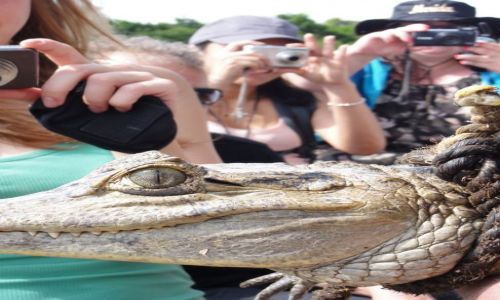 Zdjecie WENEZUELA / Los Llanos / Los Llanos / Zwierzta Wenezueli