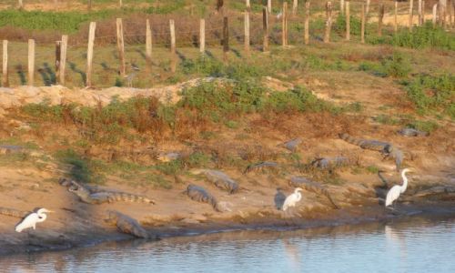 Zdjecie WENEZUELA / Los Llanos / Los Llanos / Zwierzta Wenezueli
