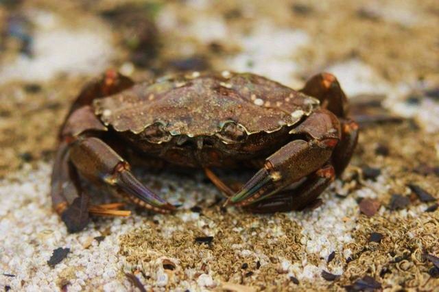 Zdjęcia: WALIA, Krab, WIELKA BRYTANIA Zdjęcia: WALIA, Krab, WIELKA BRYTANIA