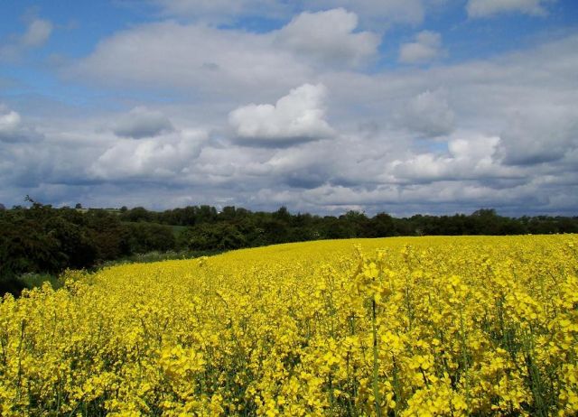 Zdjęcia: Witton le Wear, Country Durham, kolorowa pora roku, WIELKA BRYTANIA Zdjęcia: Witton le Wear, Country Durham, kolorowa pora roku, WIELKA BRYTANIA