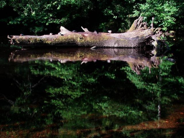 Zdjęcia: Knaresborough, North Yorkshire, kaczki odsypiaja nieprzespana noc :))), WIELKA BRYTANIA Zdjęcia: Knaresborough, North Yorkshire, kaczki odsypiaja nieprzespana noc :))), WIELKA BRYTANIA