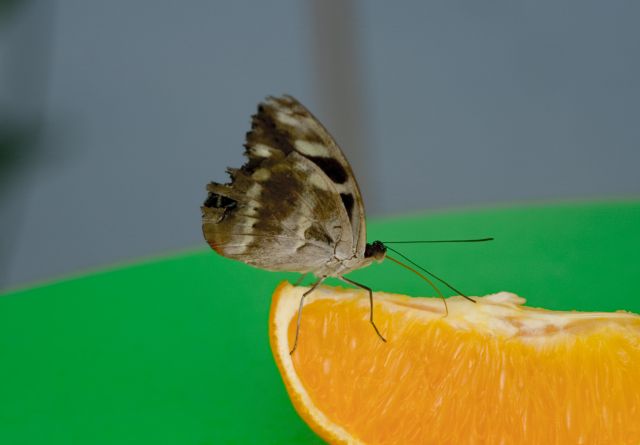 Zdjęcia: Londyn, The Natural History Museum, Motyl 1, WIELKA BRYTANIA Zdjęcia: Londyn, The Natural History Museum, Motyl 1, WIELKA BRYTANIA